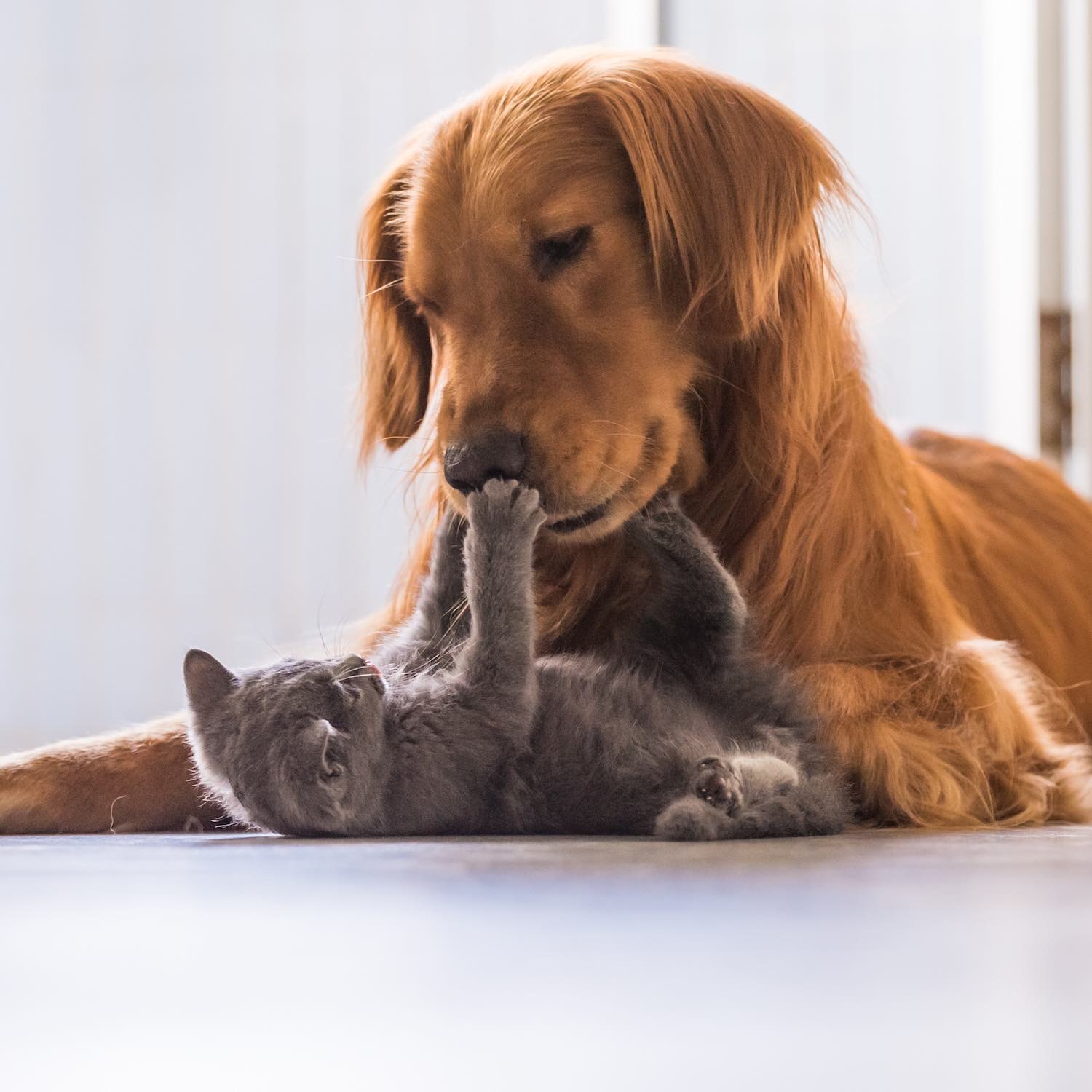 Produits vétérinaires Pharmacie Saint Martin